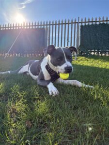 Pet Image